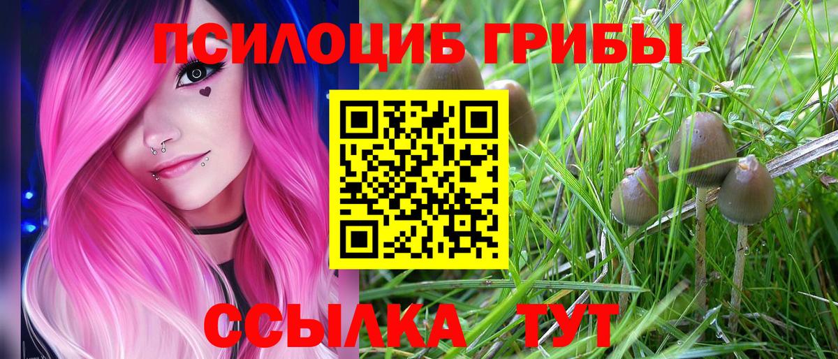 Галлюциногенные грибы Psilocybe Грозный