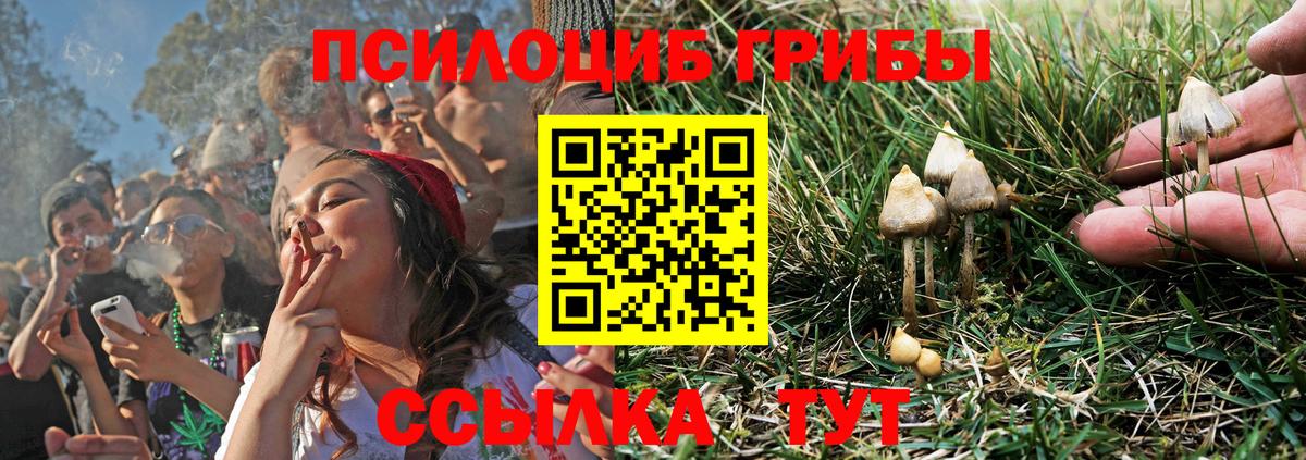 Псилоцибиновые грибы GOLDEN TEACHER  Вход с VPN  купить закладку  Грозный 